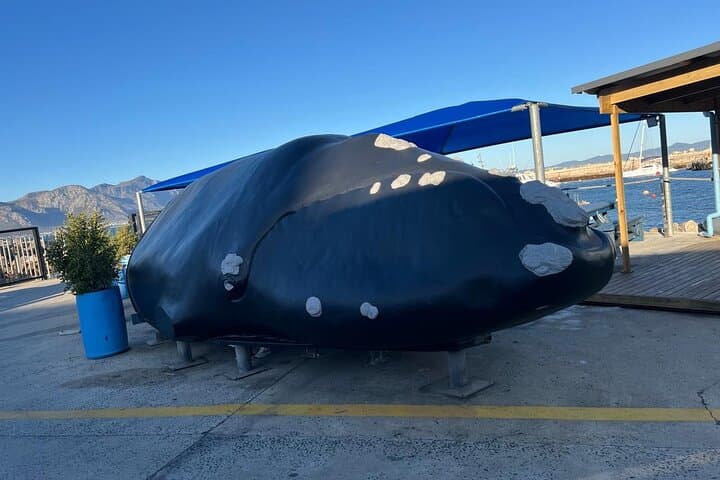 Full-Day Whale Watching and Winelands Tasting from Cape Town photo 2
