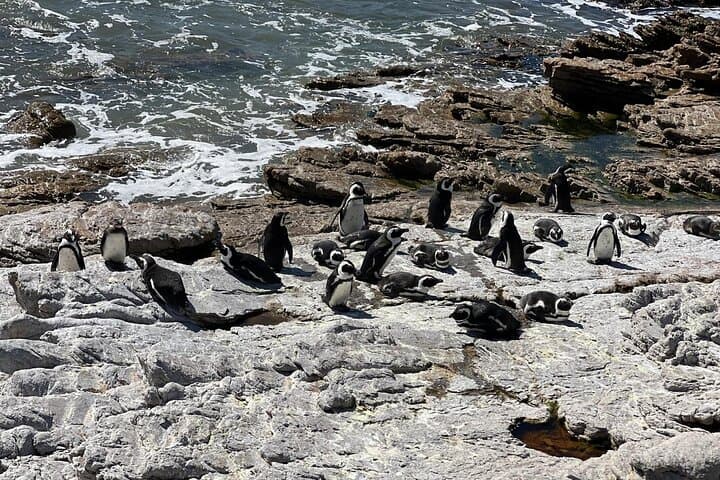 Cape Agulhas Day Trip from Cape Town: Lighthouse, Whales & Penguin Colonies photo 2