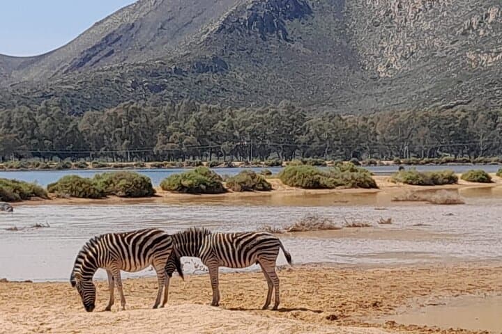 Aquila Game Reserve Full-Day Big 5 Safari from Cape Town photo 3