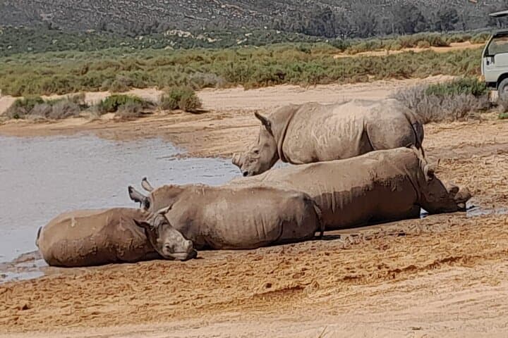 Big 5 Day at Aquila: All-Inclusive Small-Group Game Drive from Cape Town photo 2