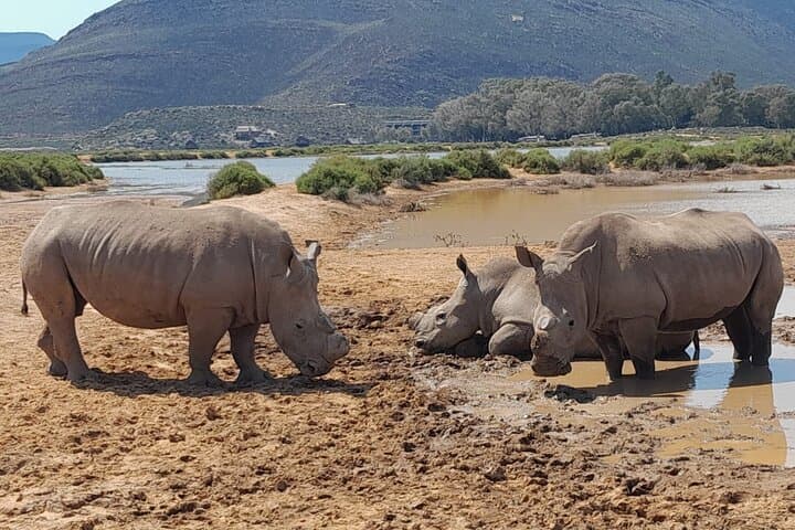 Big 5 Day at Aquila: All-Inclusive Small-Group Game Drive from Cape Town photo 3
