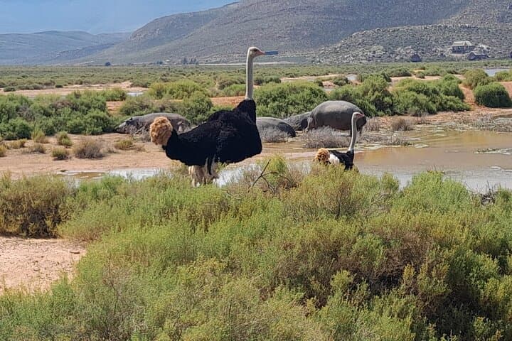 Aquila Game Reserve Full-Day Big 5 Safari from Cape Town photo 5