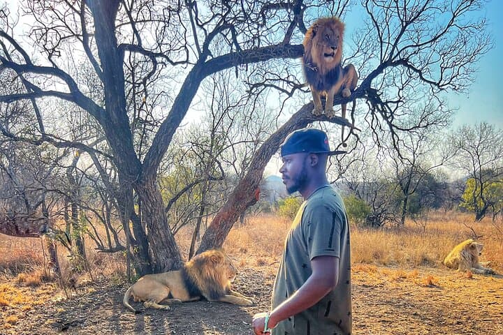 Walking with Lions at Ukutula Game Reserve: Guided Bushwalk Near Johannesburg