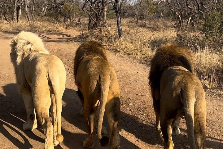 Walking with Lions at Ukutula Game Reserve: Guided Bushwalk Near Johannesburg photo 2