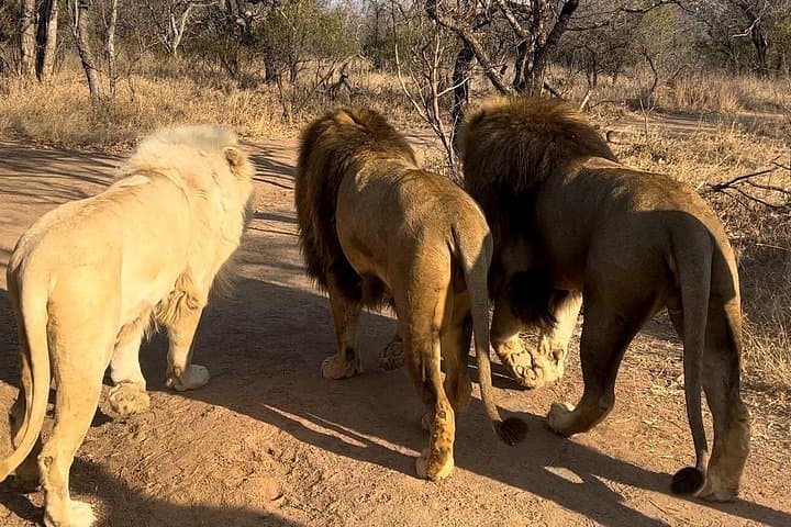 Walking with Lions at Ukutula Game Reserve: Guided Bushwalk Near Johannesburg photo 4