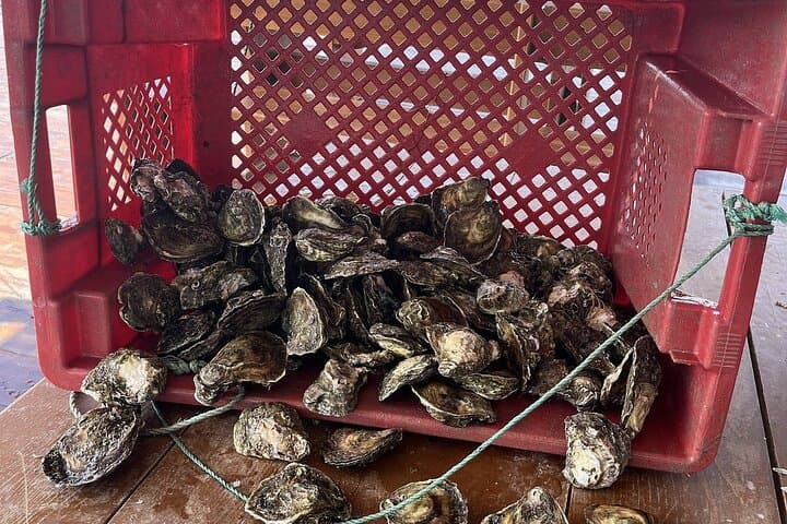 Private Pelješac Wine and Oyster Harvesting Boat Tour from Dubrovnik photo 5