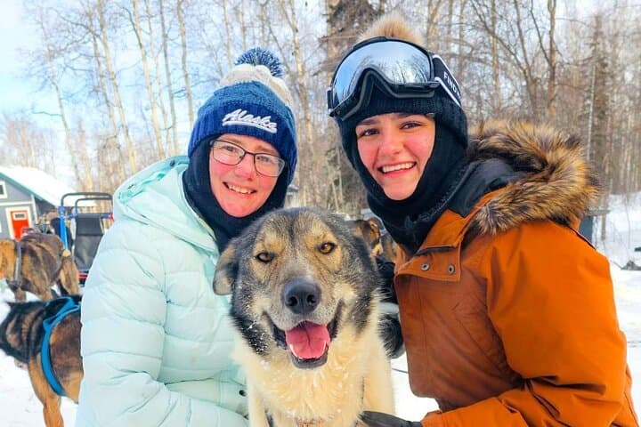 Drive a Dog Team: Anchorage Winter Dog-Sled Tour on Glenn Highway photo 2