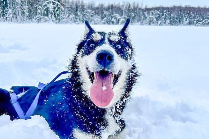 Drive a Dog Team: Anchorage Winter Dog-Sled Tour on Glenn Highway photo 4