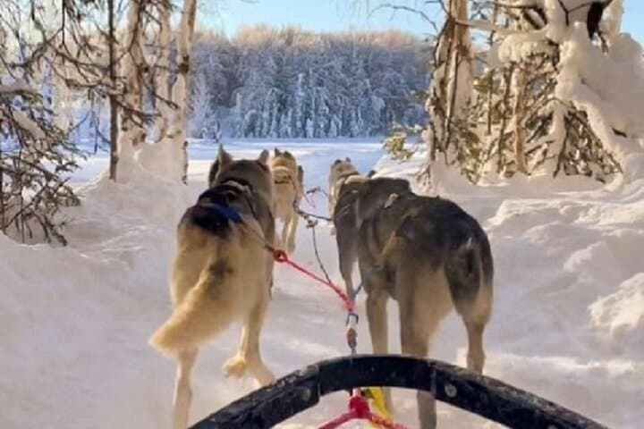 Drive a Dog Team: Anchorage Winter Dog-Sled Tour on Glenn Highway photo 3