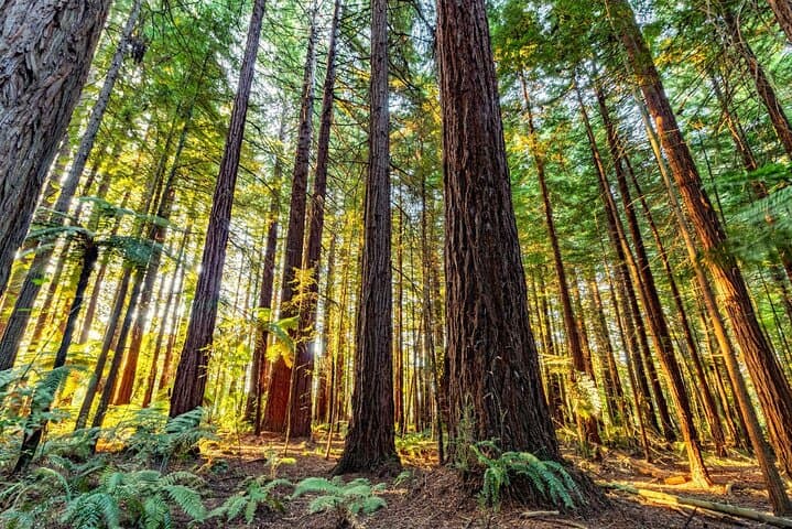 Rotorua Highlights Day Trip from Tauranga: Okere Falls, Blue & Green Lakes & Redwood Walk photo 5