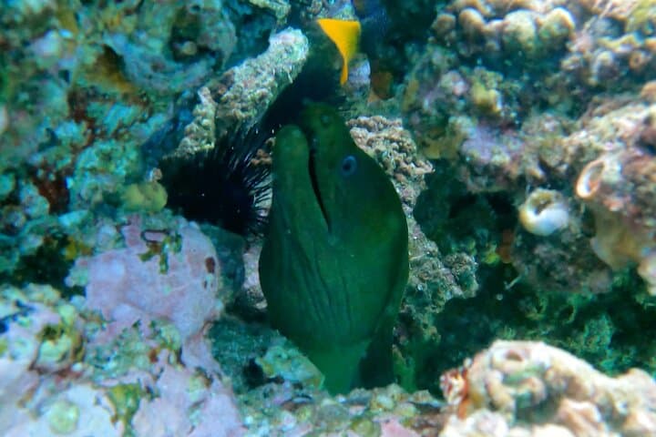 Snorkeling at Chileno Beach: Guided Tour with Transport & Drinks in Los Cabos photo 2