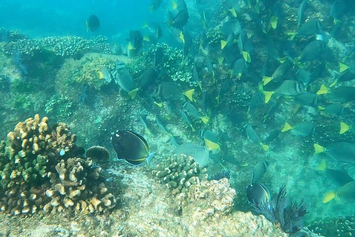 Snorkeling at Chileno Beach: Guided Tour with Transport & Drinks in Los Cabos photo 3