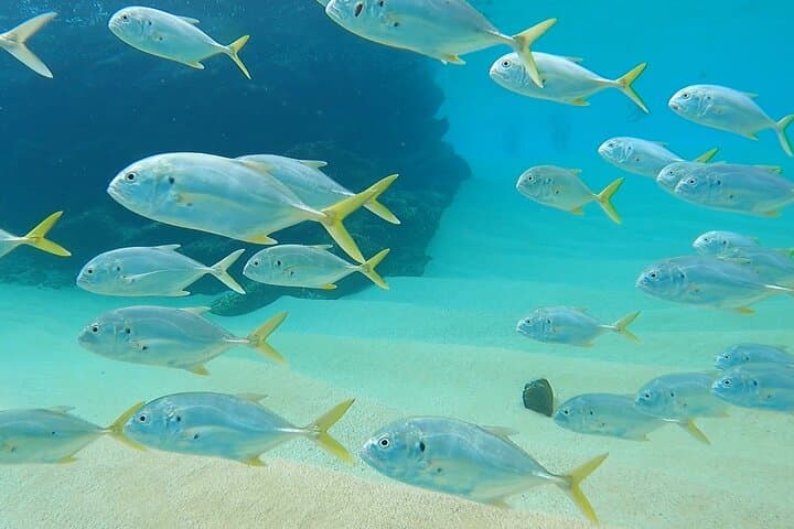 Snorkeling at Chileno Beach: Guided Tour with Transport & Drinks in Los Cabos photo 4