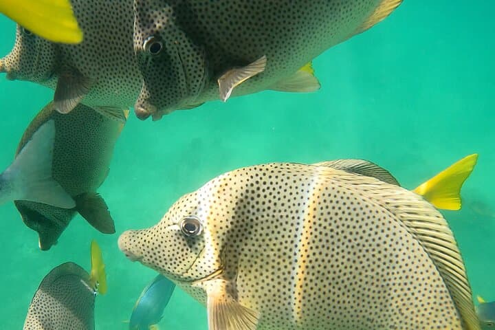 Snorkeling at Chileno Beach: Guided Tour with Transport & Drinks in Los Cabos photo 6