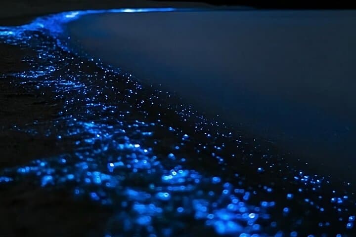 Bioluminescence Kayak Tour at Long Bay - Okura Marine Reserve, Auckland