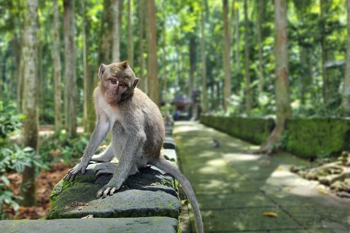 Custom Ubud Private Tour: Design Your Perfect Day in Bali's Cultural Heart photo 2