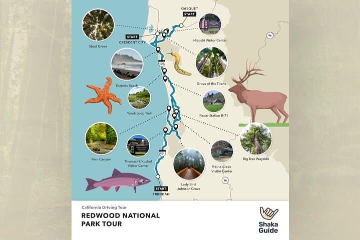 Self-Guided Audio Tour of Redwood National Park: Drive, Hike & Giant Redwoods photo 4