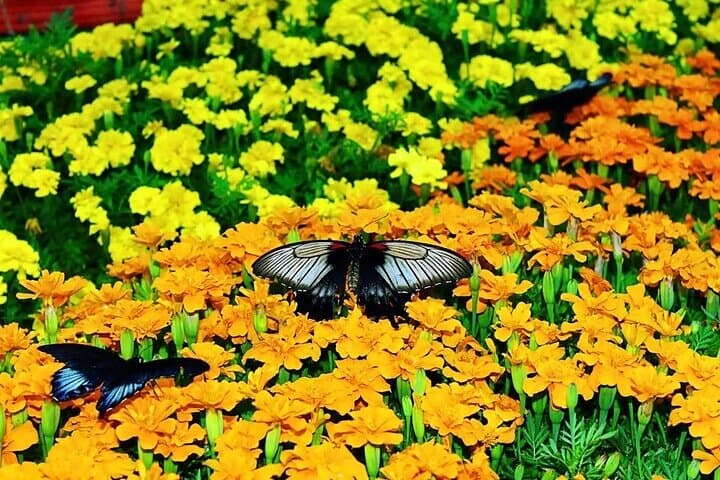 Dubai Miracle Garden & Butterfly Garden: Skip-the-Line Tickets and Visitor Guide photo 6