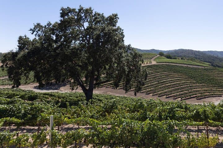 Private All-Inclusive 3-Winery Tour in Paso Robles: Full-Day Wine Tasting & Picnic photo 5