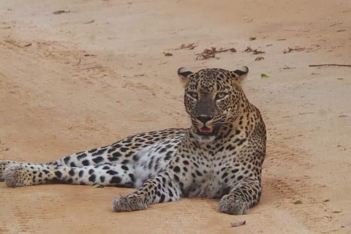 Yala National Park Safari from Hambantota Port — Leopard Encounters & Coastal Wilderness photo 2