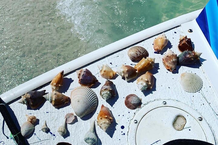 Estero Bay Dolphin and Shelling Cruise from Fort Myers Beach photo 4