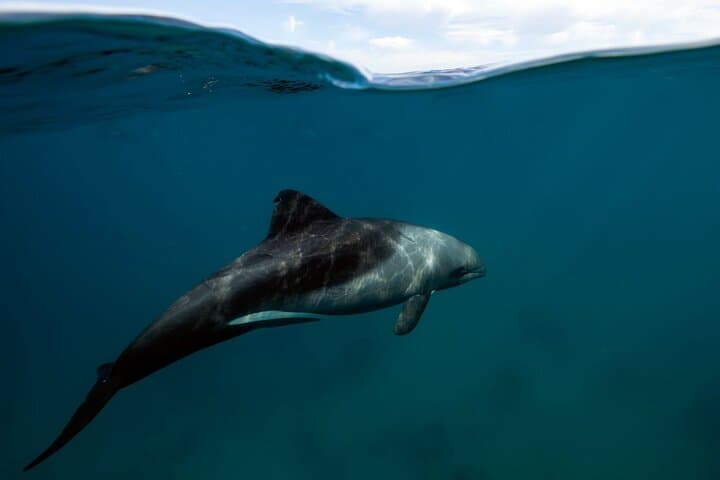 Kayak the Table Mountain Marine Reserve: Three Anchor Bay Coastal Paddle photo 6