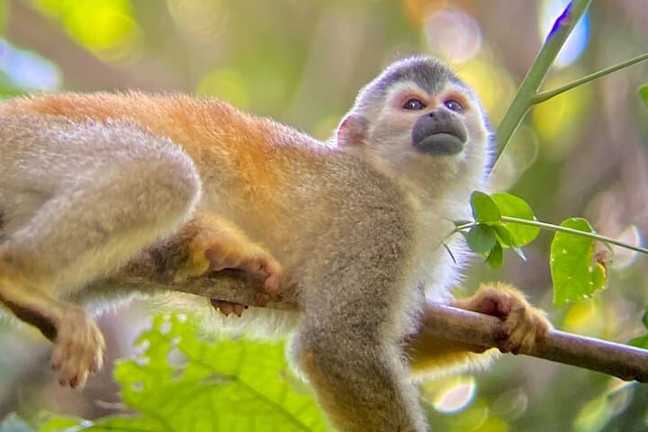 Explore Manuel Antonio National Park: Guided Wildlife & Beach Tour photo 6