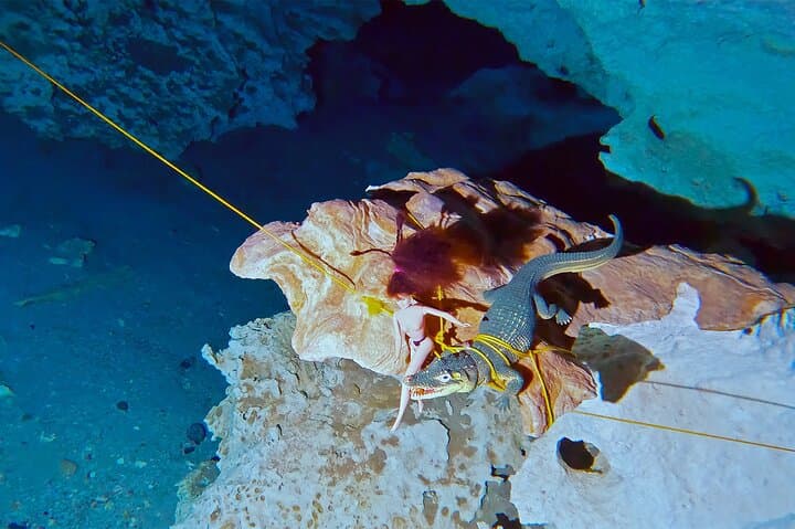 Dos Ojos Cenote Guided Scuba Diving — Two Cavern Line Dives in Quintana Roo photo 4