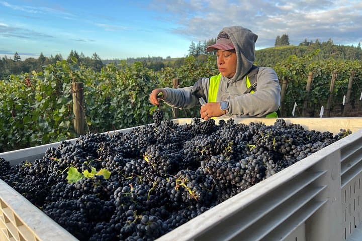 Private Willamette Valley Wine Tour from Allison Inn — Dundee Hills & Boutique Wineries photo 6