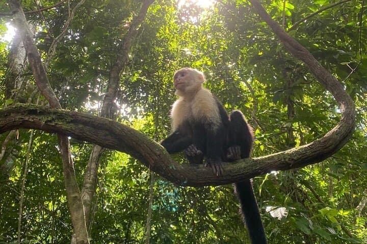 Tarcoles River Crocodiles and Monkey-Spotting Day Tour from Puerto Caldera