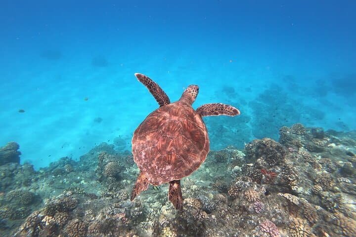 West Oahu Whale and Dolphin Watching with Turtle Snorkel Aboard a Catamaran photo 2