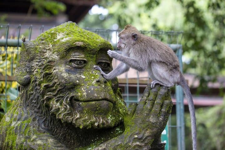 Private Half-Day Ubud Tour: Rice Terraces, Monkey Forest & Local Gems
