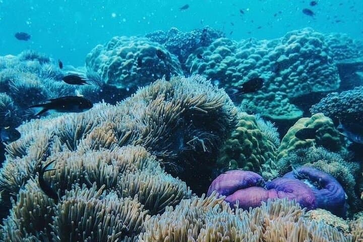 Phi Phi, Maya & Bamboo Islands Speedboat Day Trip from Krabi photo 6