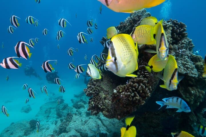 Discover Scuba Diving in Waikiki: Guided Reef Dives in Honolulu photo 4