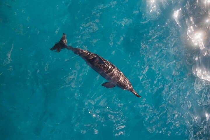 Turtle Canyon Waikiki Snorkel Adventure: Guided Boat Charters from Kewalo Harbor photo 5