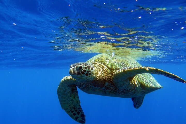 Turtle Canyon Waikiki Snorkel Adventure: Guided Boat Charters from Kewalo Harbor photo 3