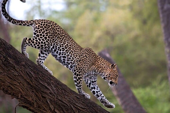 3-Day Ol Pejeta & Samburu Big Five Safari — Northern Kenya Wildlife Expedition photo 3