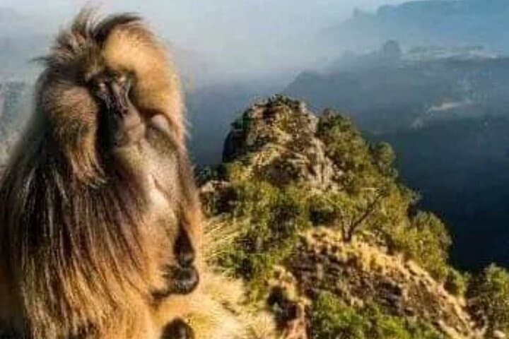 Day Trek to Simien Mountains: Geladas, Escarpments & Highland Views