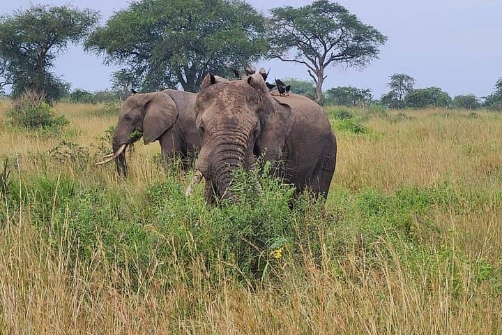 3-Day Murchison Falls Safari: Nile Boat Cruise, Game Drives & Falls Hike photo 2