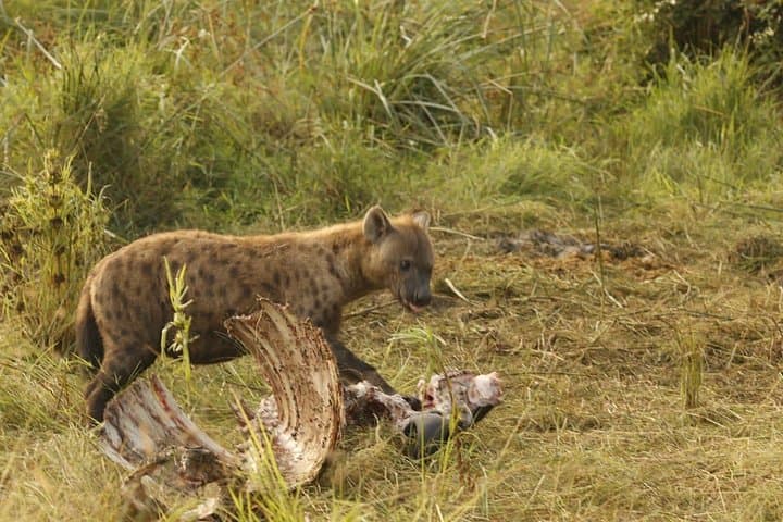 3-Day Murchison Falls Safari: Nile Boat Cruise, Game Drives & Falls Hike photo 4