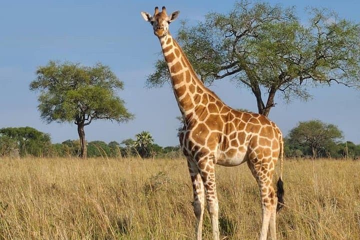 3-Day Murchison Falls Safari: Nile Boat Cruise, Game Drives & Falls Hike photo 1