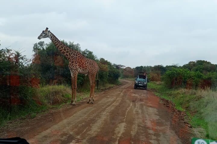 Explore Nairobi National Park: Half-Day Game Drive Near the City photo 2