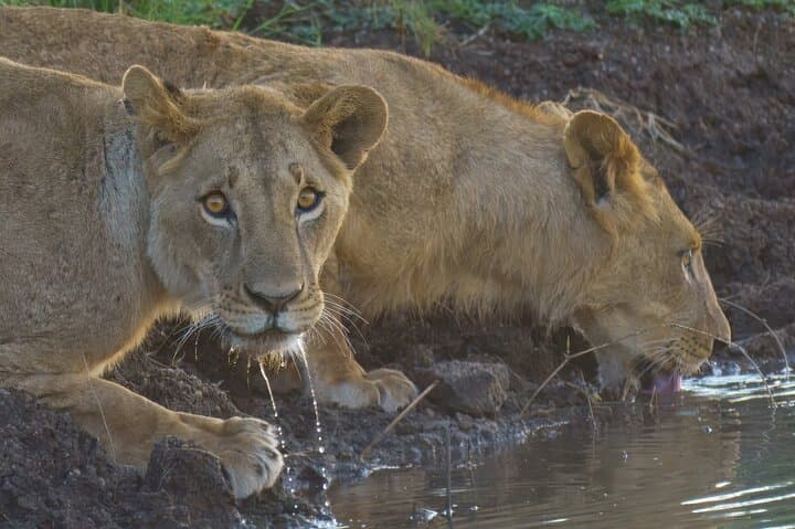 Explore Nairobi National Park: Half-Day Game Drive Near the City photo 4