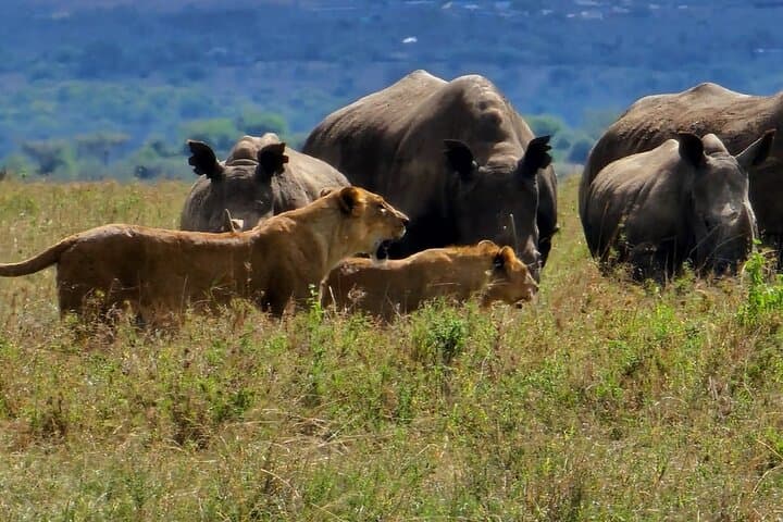 Explore Nairobi National Park: Half-Day Game Drive Near the City photo 5