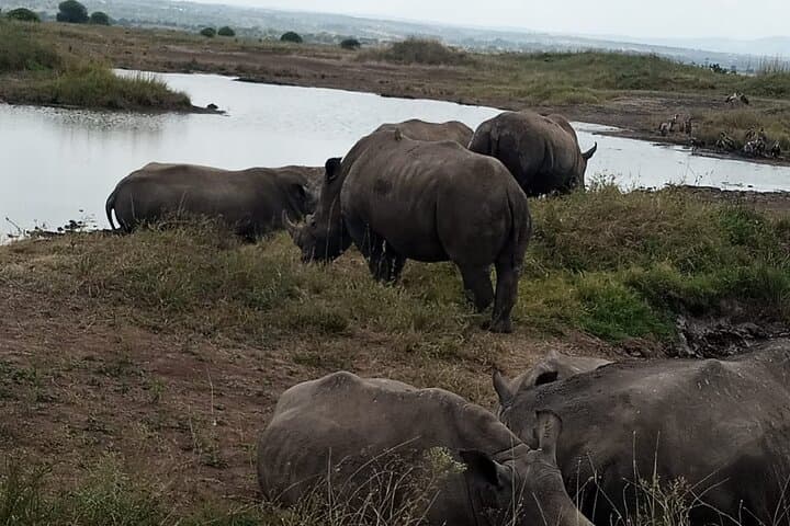 Explore Nairobi National Park: Half-Day Game Drive Near the City photo 6