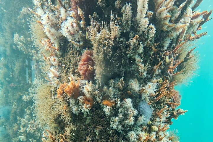 Busselton Jetty & Underwater Observatory Day Trip from Perth photo 6