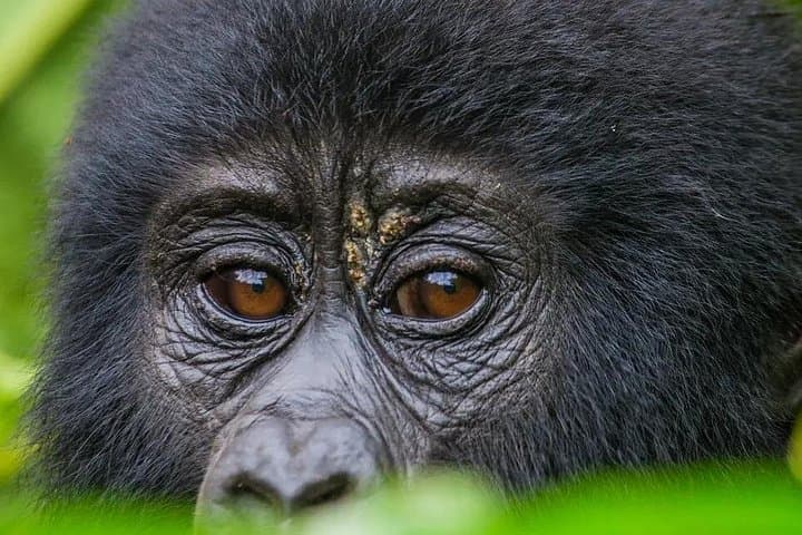 4-Day Gorilla Safari Holiday to Bwindi: Mountain Gorilla Trekking from Kampala photo 3