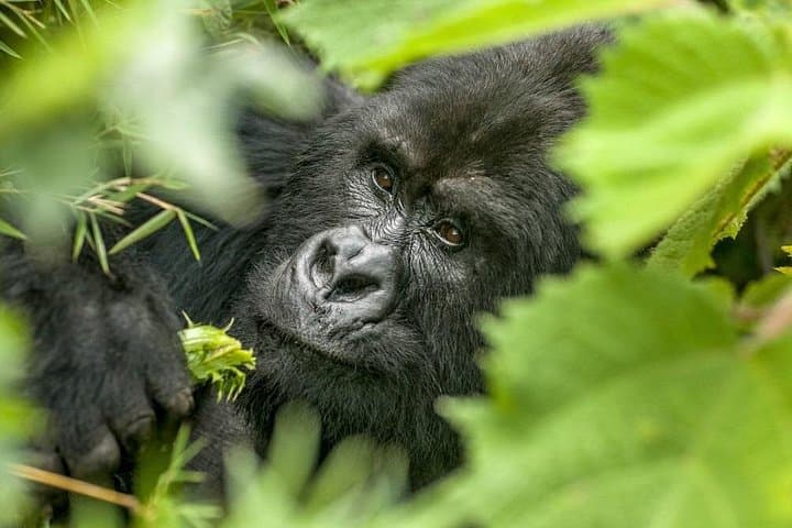 4-Day Gorilla Safari Holiday to Bwindi: Mountain Gorilla Trekking from Kampala photo 4