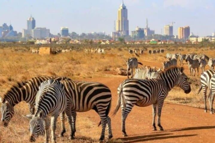 Explore Nairobi National Park and Giraffe Centre: A Unique Urban Safari Experience