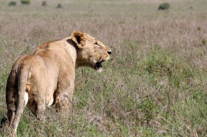 Explore Nairobi National Park and Giraffe Centre: A Unique Urban Safari Experience photo 2